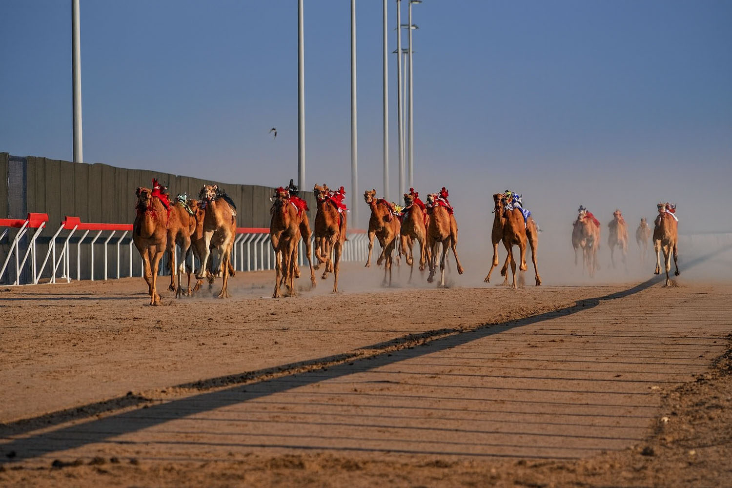 Camal run desert safari