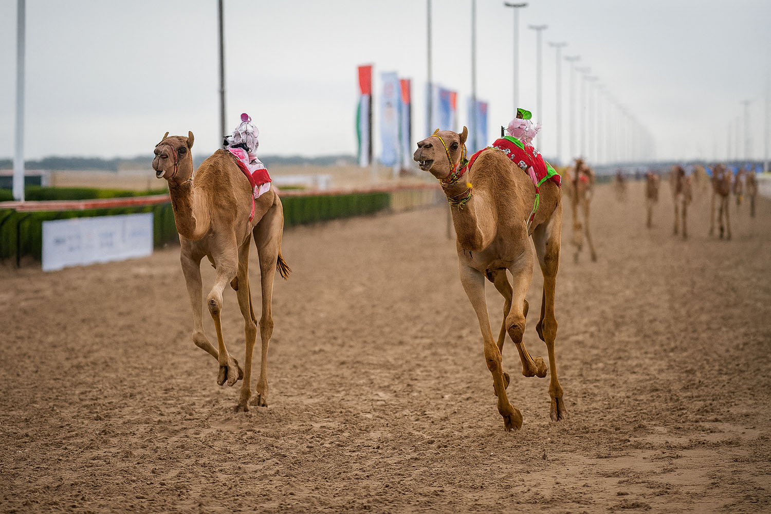 Desert Safari with camal