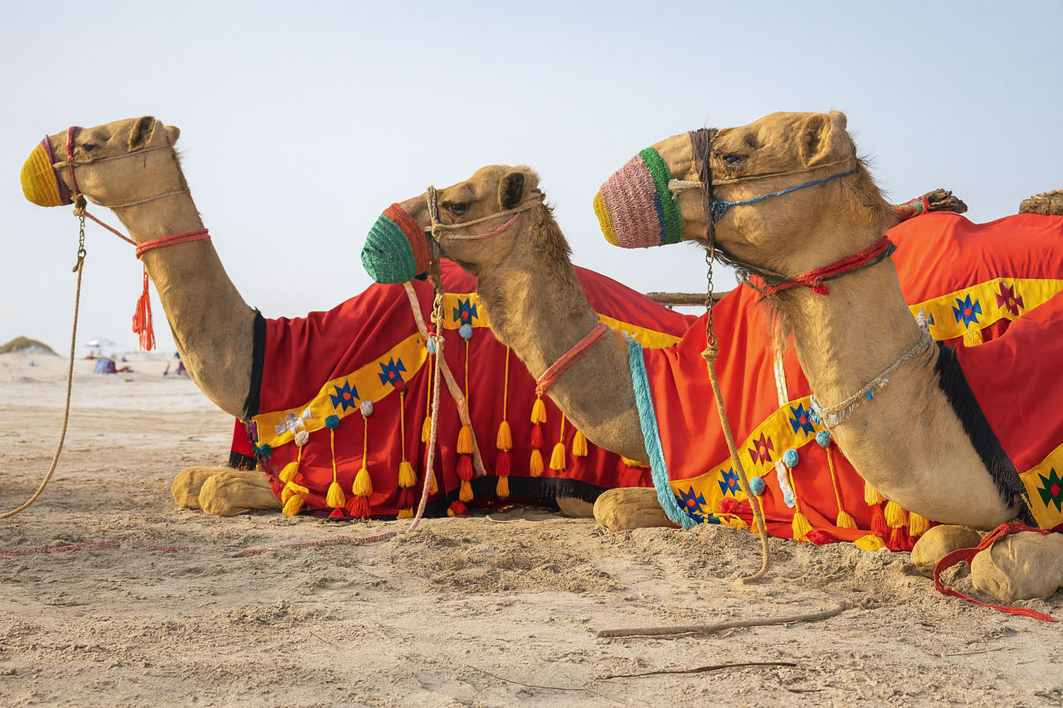 Full day desert safari with camal