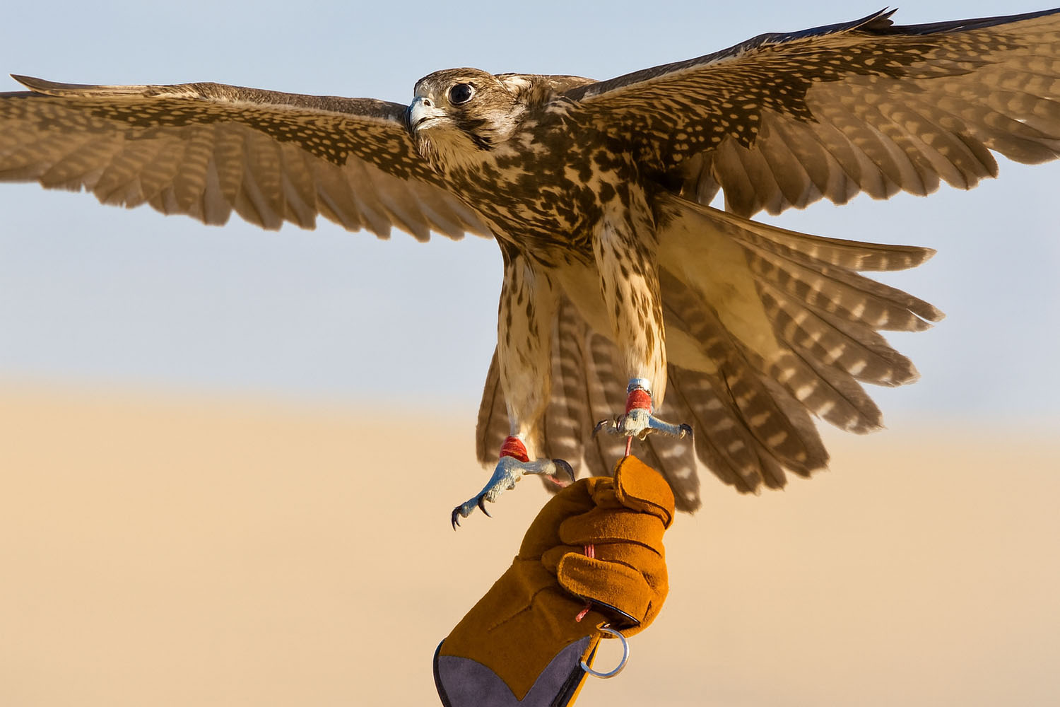 falcon desert safari